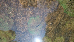 Zeylanidium crustaceum