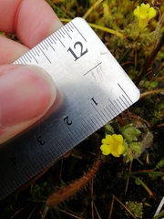 Euphrasia cockayneana