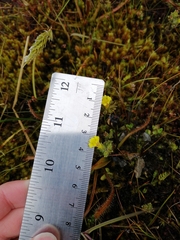 Euphrasia cockayneana