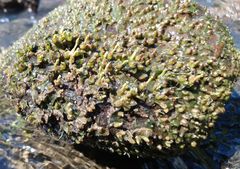 Zeylanidium crustaceum