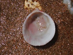 Acrosterigma kerslakae