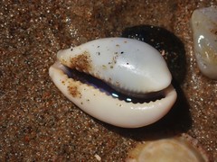Erronea subviridis