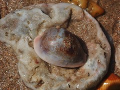 Erronea subviridis