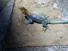Agama lionotus