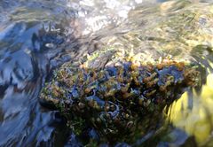 Zeylanidium crustaceum