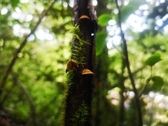 Pleuroflammula praestans