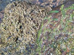 Zeylanidium crustaceum