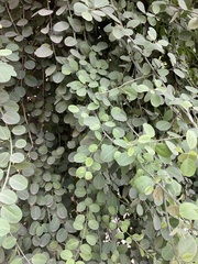 Ziziphus nummularia