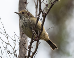 Acanthiza pusilla diemenensis
