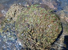 Zeylanidium crustaceum