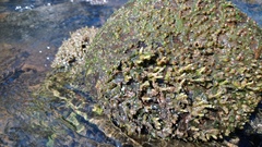 Zeylanidium crustaceum