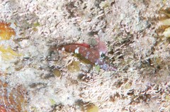 Enneapterygius atrogulare