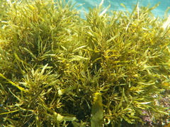Phyllospora comosa