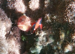 Enneapterygius atrogulare