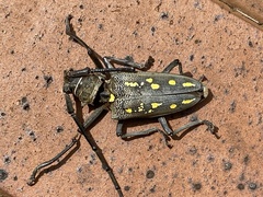 Batocera