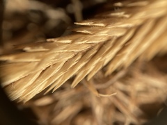 Agropyron