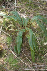 Elaphoglossum paleaceum