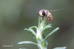 Simosyrphus grandicornis