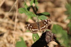 Anthanassa ptolyca amator