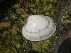 Antigona persimilis