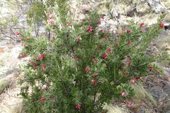 Grevillea lanigera