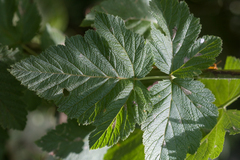 Rubus hawaiensis