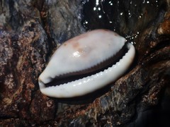 Talostolida pellucens