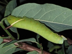 Cocytius antaeus