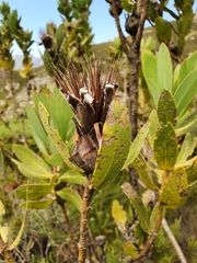 Protea lacticolor