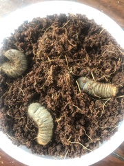 Scarabaeidae