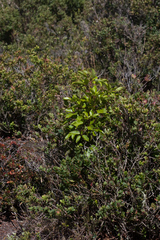 Cheirodendron trigynum