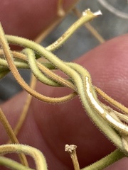 Funastrum hirtellum