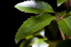 Cheirodendron trigynum