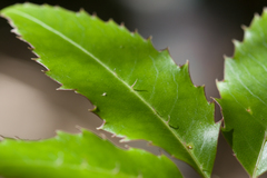 Cheirodendron trigynum