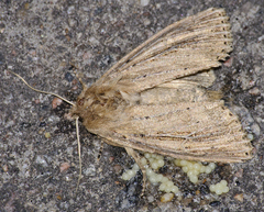 Nonagria typhae