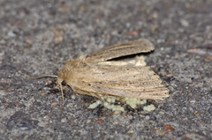 Nonagria typhae