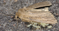 Nonagria typhae