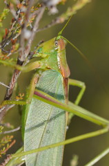 Terpandrus endota