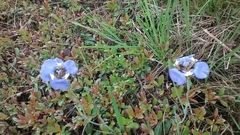 Phalocallis coelestis