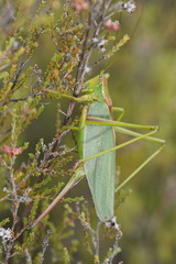 Terpandrus endota