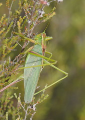 Terpandrus endota