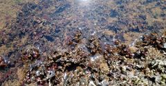 Zeylanidium crustaceum