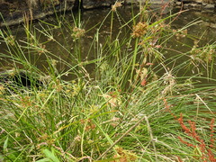 Cyperus vaginatus