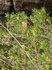 Melaleuca paludicola