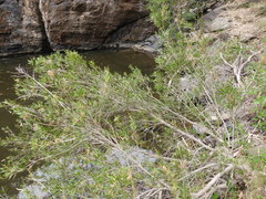 Melaleuca paludicola