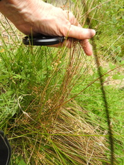 Juncus pauciflorus