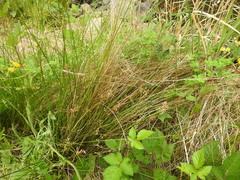 Juncus pauciflorus