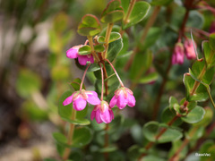 Hypocalymma speciosum