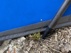 Stellaria gracilenta