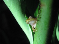 Pristimantis eugeniae